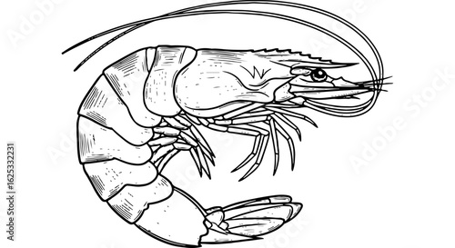 Detailed black and white line art drawing of a fresh shrimp or prawn. Hand-drawn vector illustration for seafood, cooking, menus.