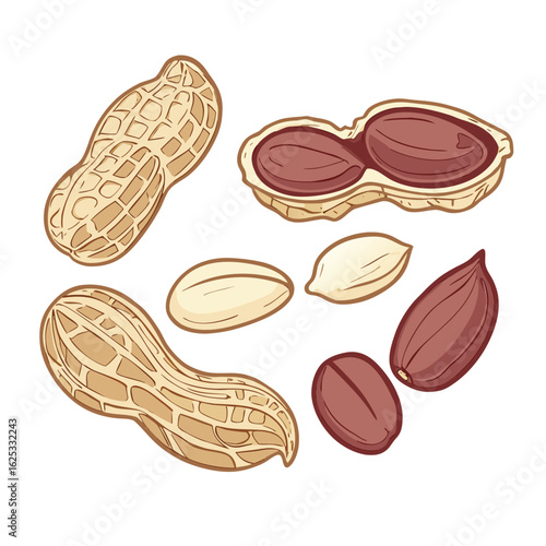 Peanuts shelled and unshelled vector illustration food