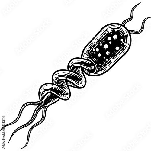Detailed black and white illustration of a helical bacterium with flagella. Microscopic single-celled organism drawing in an engraved vintage style.