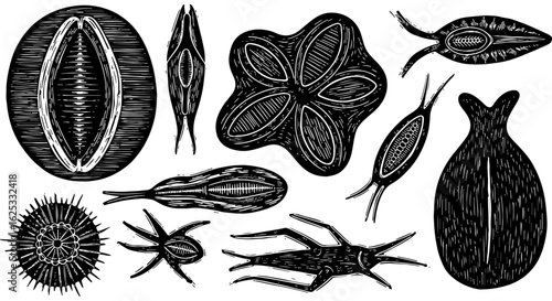 Detailed black and white illustrations of diverse microscopic aquatic organisms and plankton, scientific biology concept art set