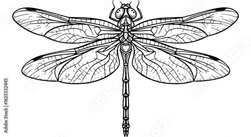 Intricate black and white line art illustration of a dragonfly, detailed vintage style drawing for nature and insect themes.