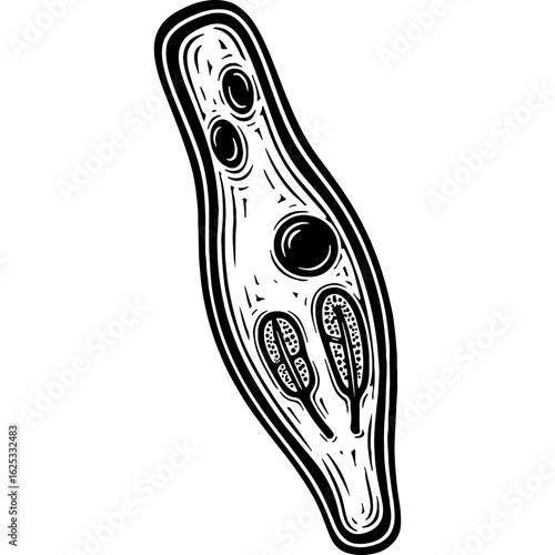 Black and white stylized vector illustration of a microscopic paramecium organism, single-celled protozoan for biology and science education