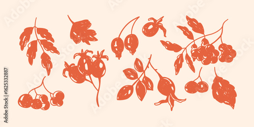 set of hand-drawn vector berries using a pencil or pen, crayons. Modern design for printing, postcards, and textiles