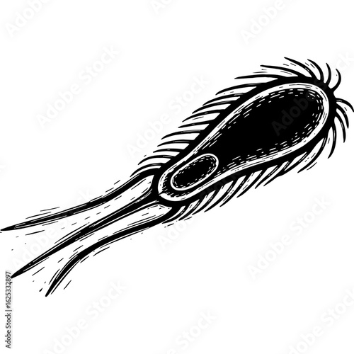 Detailed black and white illustration of a microscopic single-celled organism, a protozoan or bacterium, depicting biology, science, and germ life.