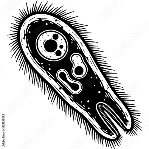 Detailed Black and White Protozoan Microorganism Illustration, Single-Celled Organism, Biology Science, Vintage Hand-Drawn Style