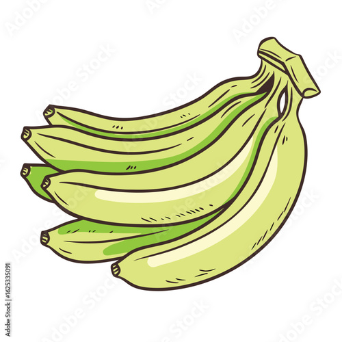 Bunch of green bananas vector illustration fruit food