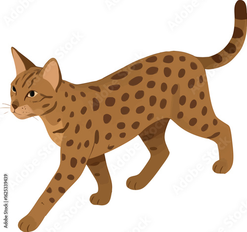 Isometric vector ocicat walking with spotted coat, slim and muscular body, vector-friendly, isolated on white