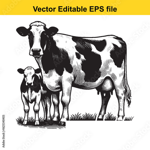 vector art of farm animals cow and calf, isolated on white background