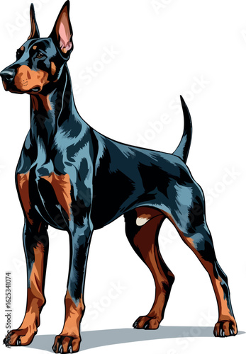Classic doberman pinscher in alert posture with long legs, cropped ears and smooth fur texture, vector-friendly, isolated on white