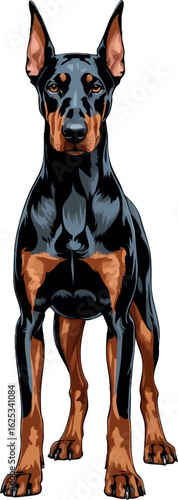 Classic doberman pinscher in alert posture with long legs, cropped ears and smooth fur texture, vector-friendly, isolated on white