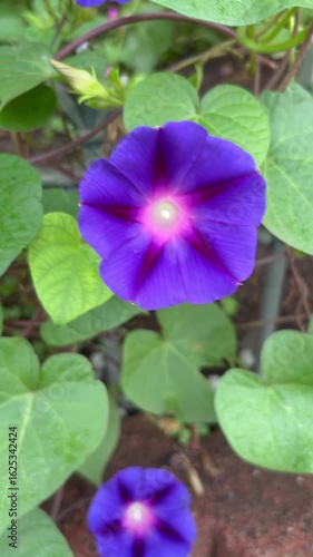 Slider shot of vibrant blue-purple morning glories
