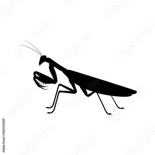 Silhouette praying mantis