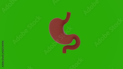 Wallpaper Mural 3D realistic human stomach model with intricate anatomical structure, vivid organ texture, dynamically rotating in a full 360-degree spin on vibrant chroma key green screen, detailed digestive anatomy Torontodigital.ca