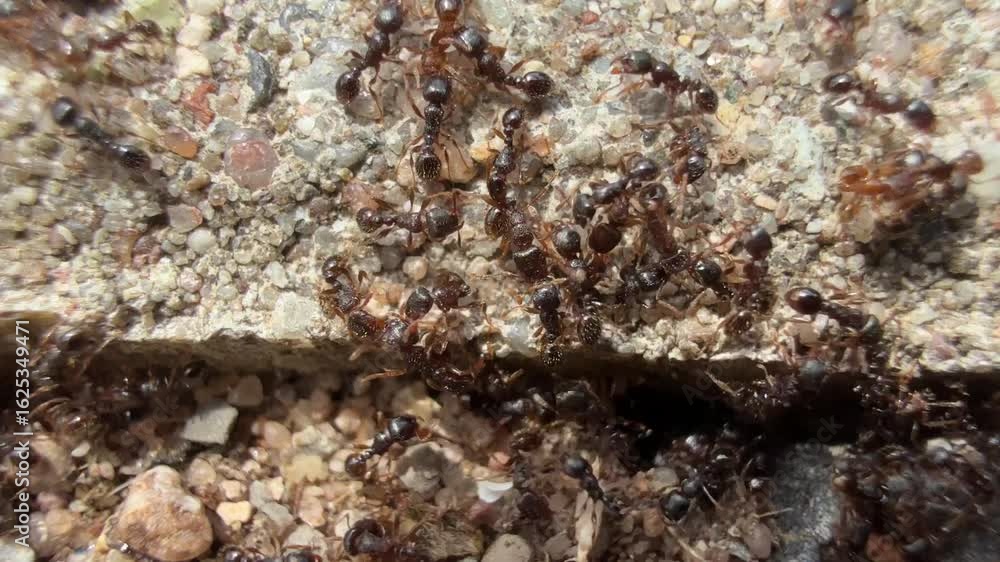 Ameisen Formicidae Ameise Hautflügler Hymenoptera Insekt insects construction nest anthill ant nest pests garden ant Pharaoh ant silver ant carpenter ant black Ameisen Formicidae Ameise Hautflügler Hymenoptera Insekt insects construction nest anthill ant nest pests garden ant Pharaoh ant silver ant carpenter ant black