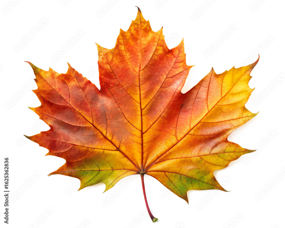 Obraz premium A single vibrant maple leaf in autumn colors, isolated on transparent background
