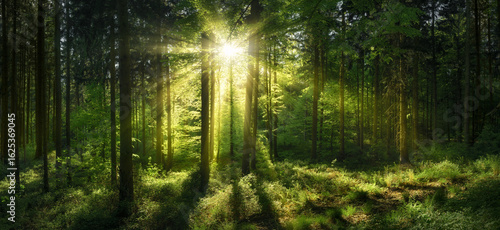 Fotografie Luminous sunshine in a green forest clearing