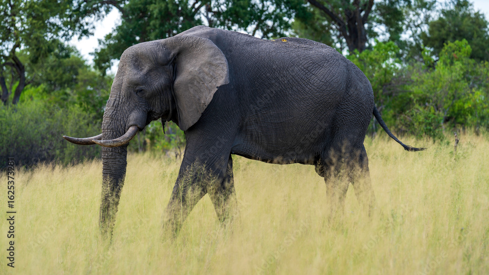 Fototapeta premium African elephant patrolling the grassland, Okavango Delta, Botswana