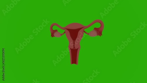 3D realistic human uterus model with intricate anatomical structure, vivid organ texture, dynamically rotating in a full 360-degree spin on vibrant chroma key green screen, detailed reproductive 