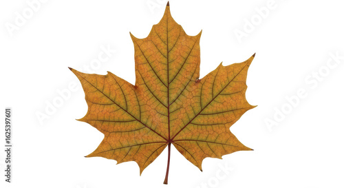 Wallpaper Mural Isolated Autumn Leaf Torontodigital.ca