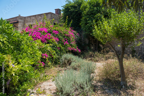 Medieval garden on the territory of the old town of Rhodes. Cypresses, shrubs, rhododendra, lemon trees, wildflowers