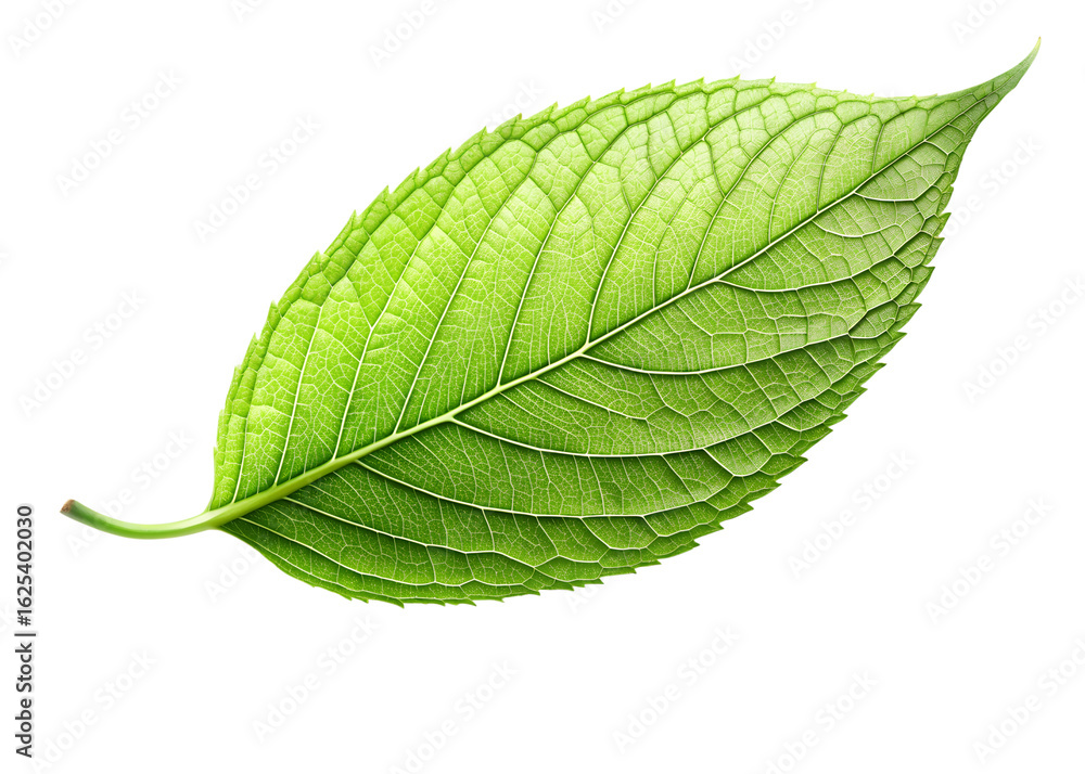 Obraz premium Detailed closeup of a vibrant green mint leaf, highlighting its intricate veins and fresh texture, isolated on transparent background