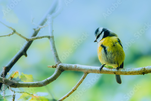 Blue Tit on a Branch
