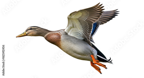 Vászonkép Isolated Flying Duck