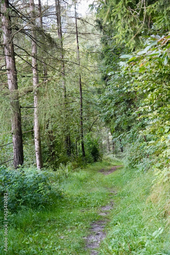 Fototapeta premium path in the woods