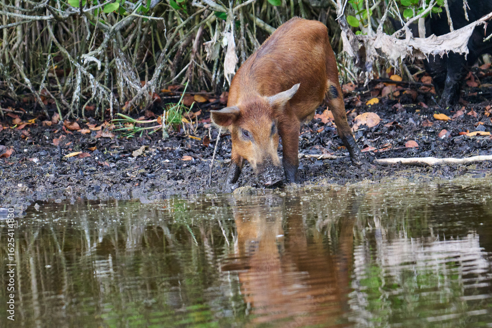 Fototapeta premium Wild boar foraging in a marsh 