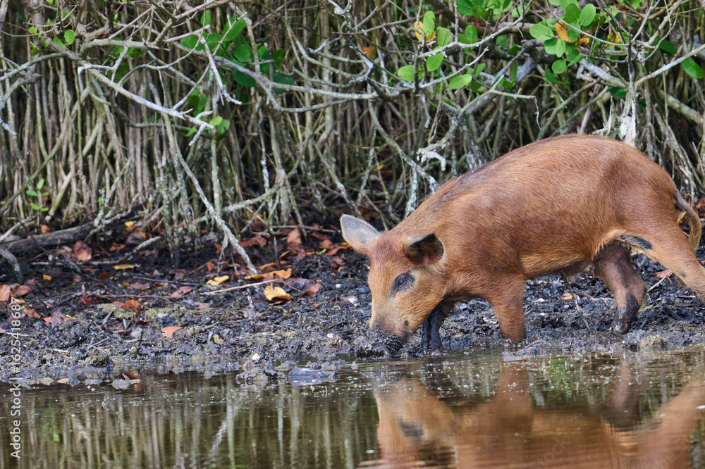 Fototapeta premium Wild boar looking for food in a marsh. 