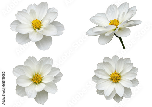 Photo of four delicate white cosmos flowers with yellow centers are displayed isolated on transparent background