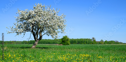Lonely spring apple tree on the meadow