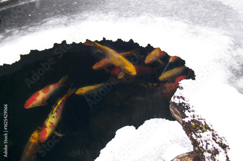 Colorful koi carp under thin ice in winter, hibernating fish