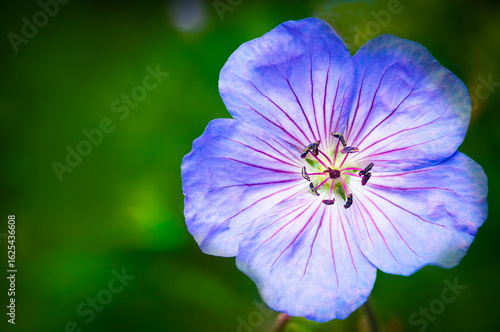 Fotografia A beautiful blue geranium flower in bloom against a green background