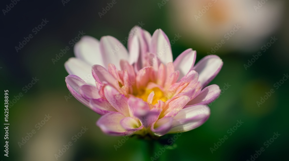 Obraz premium A beautiful pink lotus flower with a yellow center blooms gracefully on a lily pad in a peaceful pond