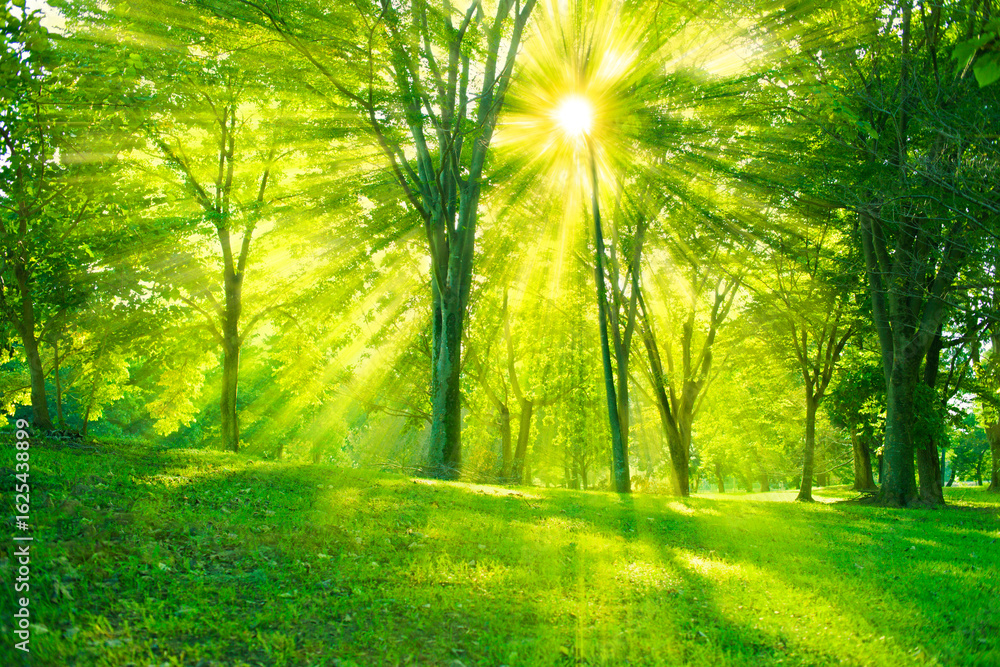 Fototapeta premium 緑の森 木漏れ日