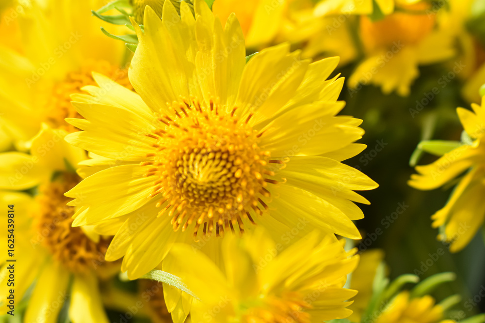Obraz premium Adey Ababa is a common name for the flower Bidens macroptera in Ethiopia, and it blooms around September and October, coinciding with the Ethiopian New Year. 