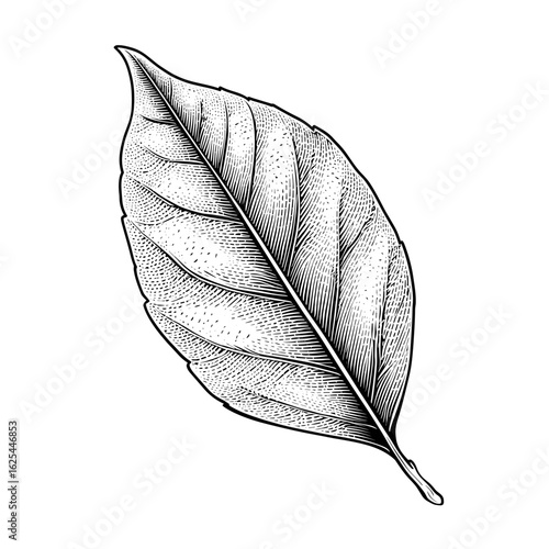 Botanical engraving of a single bay leaf with visible veins  