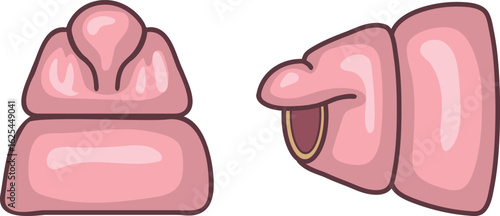 Structure of head (with prostomium and peristomium) of earthworm for biology lessons