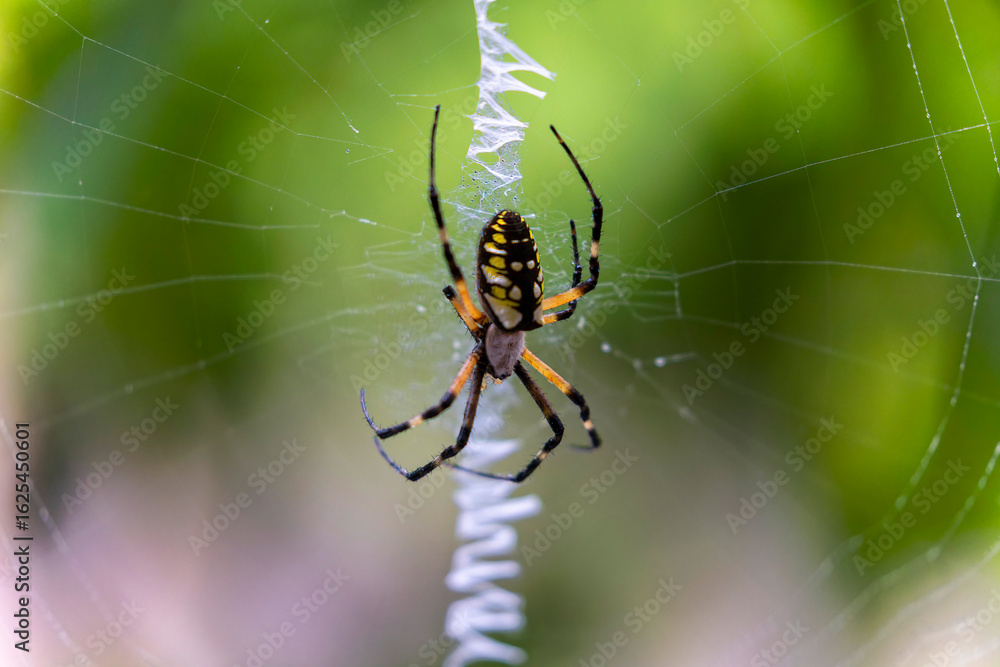 Yellow Garden Spider (Argiope aurantia) spinning silk thread in a dynamic close-up showing web-building behavior. Yellow Garden Spider (Argiope aurantia) spinning silk thread in a dynamic close-up showing web-building behavior.