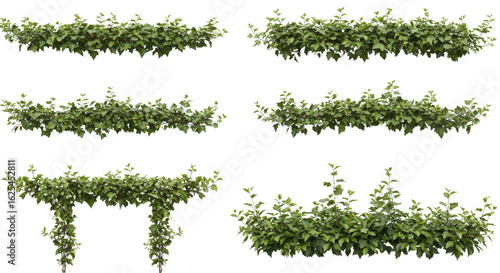Photo of a diverse collection of six green ivy plants isolated on transparent background, perfect for adding greenery to designs