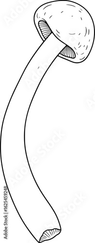 Realistic enoki mushroom with long slender stem and small rounded cap, isolated, with hand-drawn style