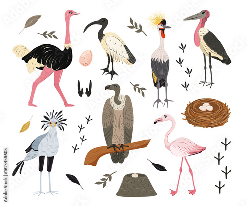 Vector set african birds. Ostrich, secretary bird, marabou stork, vulture, crowned crane, sacred ibis, pink flamingo. Children cute animal vector illustration.