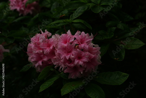 pink rose bush