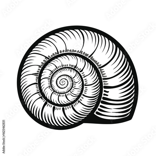 Seashell Illustration with Spiral Pattern - Marine Life Graphic Element