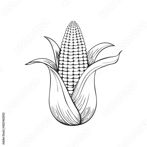 Monochrome hand drawn illustration of an ear of corn with husks detailed line art