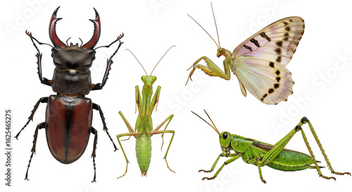Photo of a diverse group of insects, including a stag beetle, praying mantis, grasshopper, and butterfly isolated on transparent background