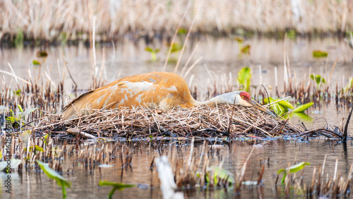 Sandhill Crane (Antigone canadensis) nesting in wetlands