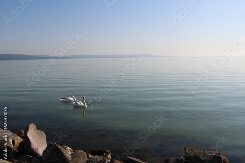 Endless morning on the lake with swans