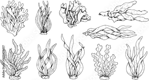 seaweed set hand drawn vector illustration in outline style silhouette isolated on white background 